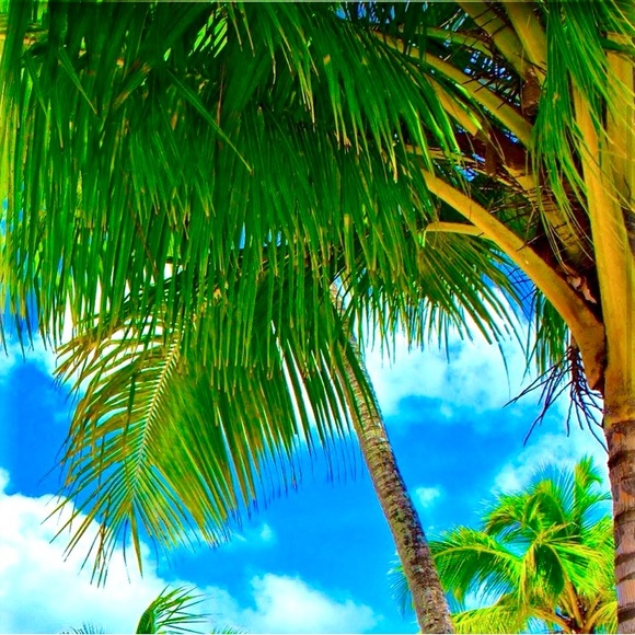 🌴🐠🌴🐠🌴🐠🌴🐠🌴🐠🌴🐠🌴🐠🌴🐠🌴 - Picture 3 of 9